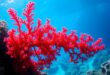 red seaweed